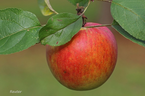 Kulturapfel (Malus domestica)